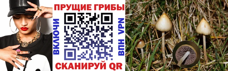 Псилоцибиновые грибы Psilocybine cubensis  Полевской 